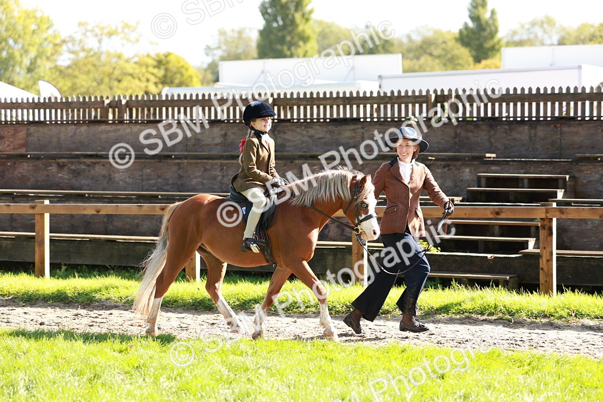 SBM_42150 - S32 - Mountain & Moorland Working Hunter Pony