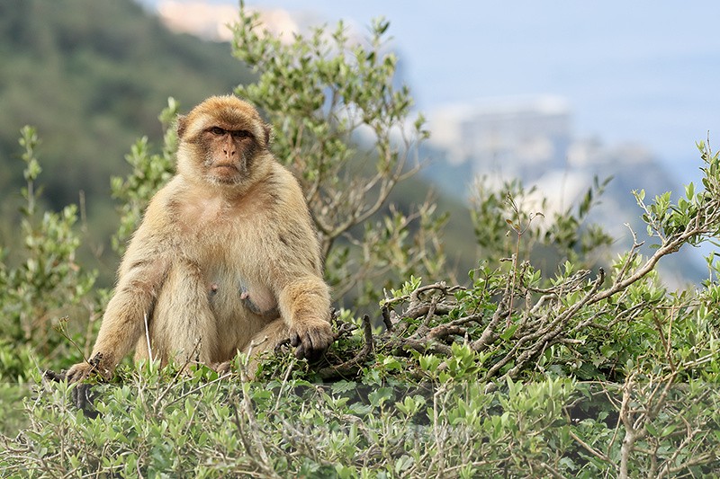 Barbary Macaque sitting on bush, Rock of Gibraltar - Monkey