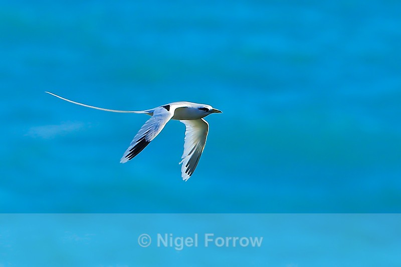 White-tailed Tropicbird in flight, Kilauea Point, Kauai - White-tailed Tropicbird
