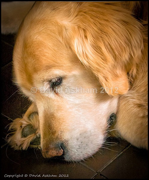 Golden Retriever - Leica Digilux 2