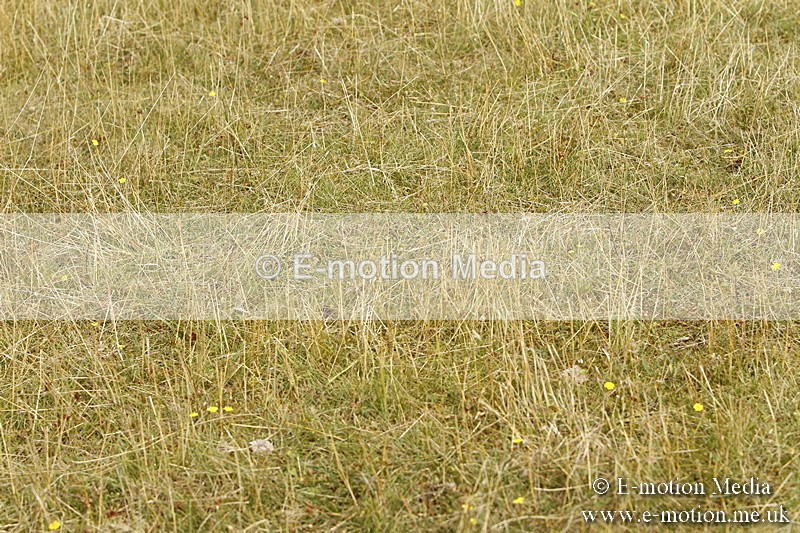 _BS_0525 - BVRC Show 2018 Ring 3