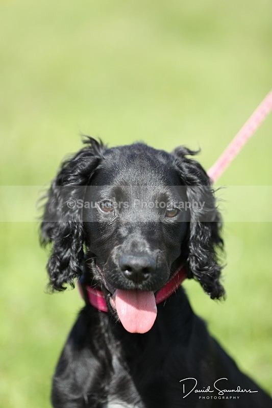SPXX0564 - Dog show