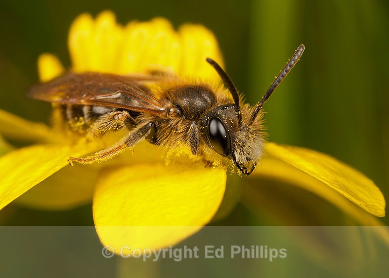 Andrena chrysosceles (f) - Andrena chrysosceles