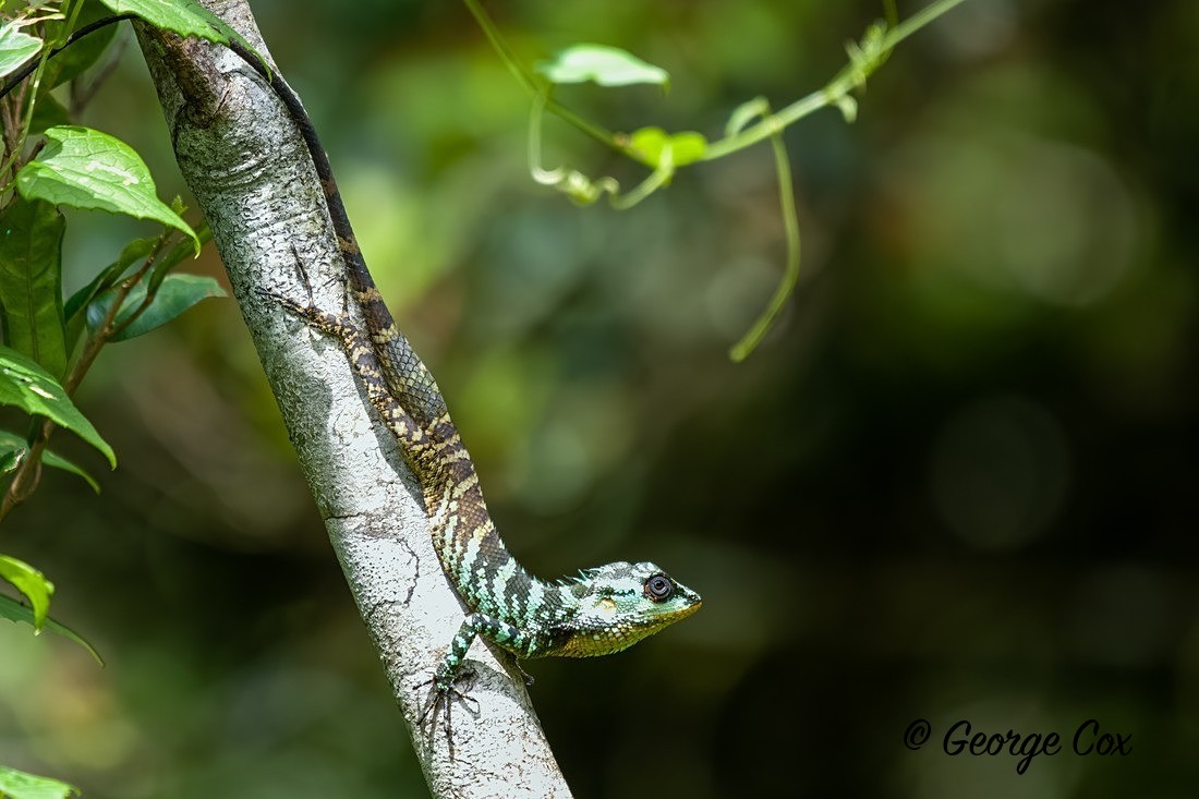Pethiyagoda Lizard Adult - Sri Lanka