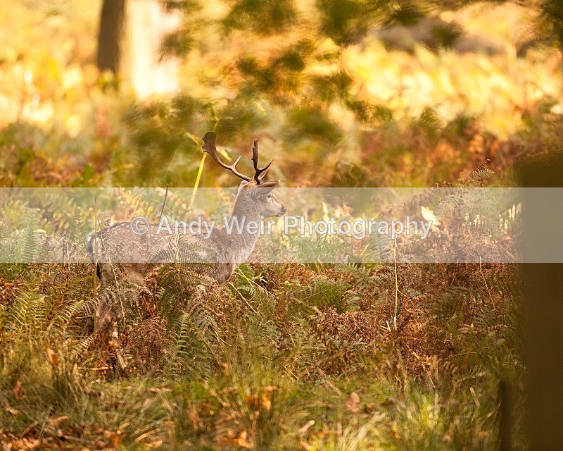20111022-_MG_6793 - Fallow Deer