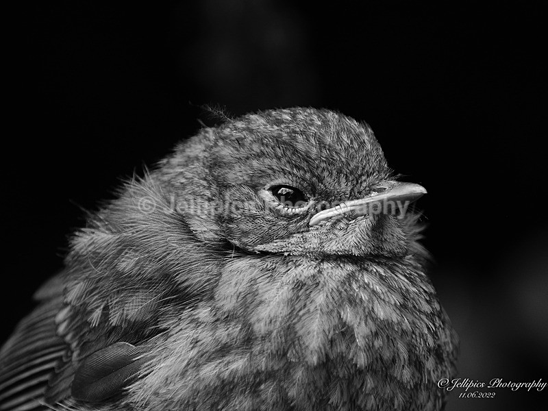  - Wildlife and Nature
