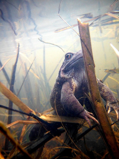 Common Frogs spawning, Bristol, BR_013 - Reptiles, amphibians & pond life, Great Britian