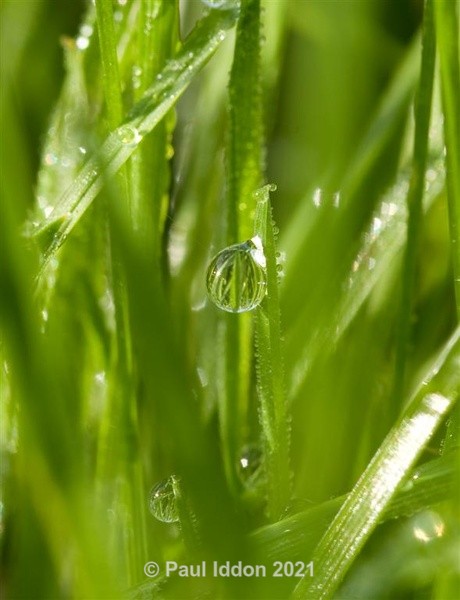 Dewdrops - Macro