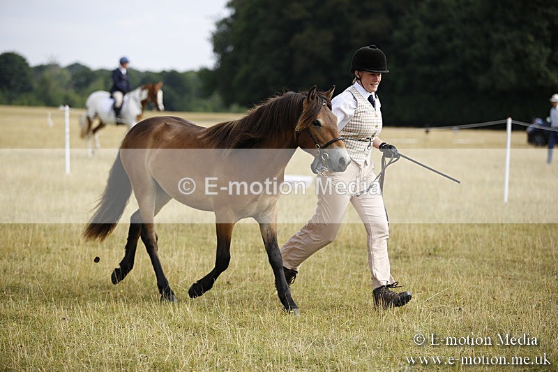 _C7A9240 - BVRC Sow 2018 Ring 2