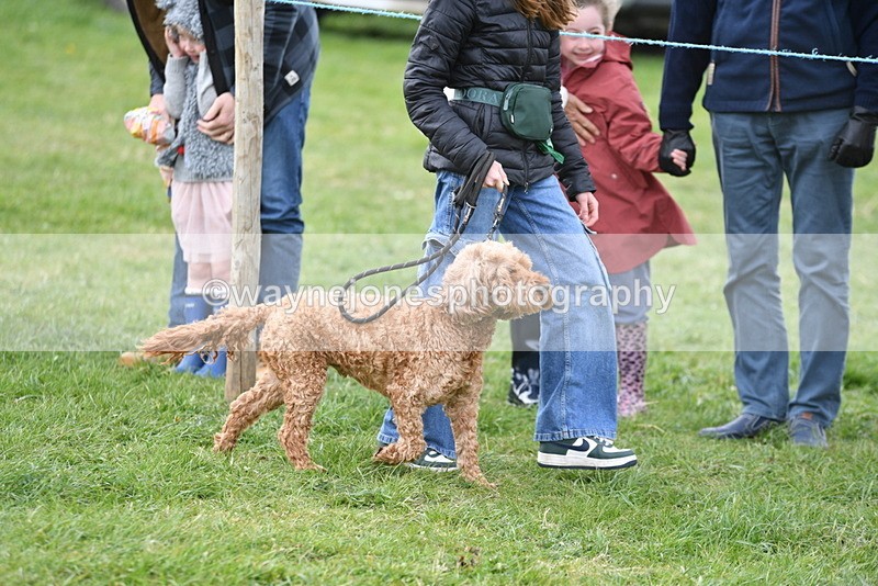 WJ5_9068 - Class 1 Best Cross Breed / Heniz 57