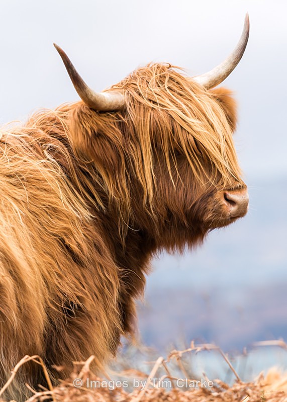 Monarch of The Glen 81152 - Wildlife