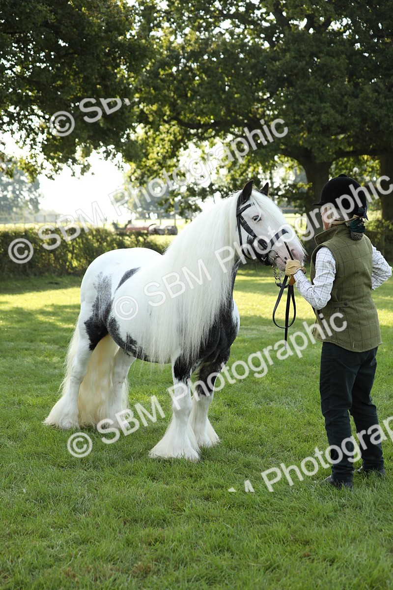 SBM_60914 - S43 - Coloured Pony In Hand