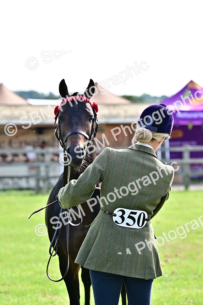 SBM_00939 - Class 46-49 - Arab and Part Bed-Anglo Arab In Hand