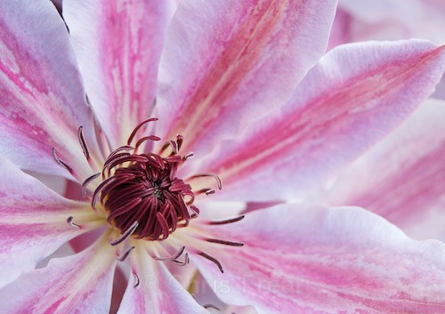 - Botanical/Macro