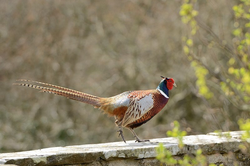 2015-04-13-11-02-13 NIKON D800 200mm f35 1-2000 iso400 - Birds
