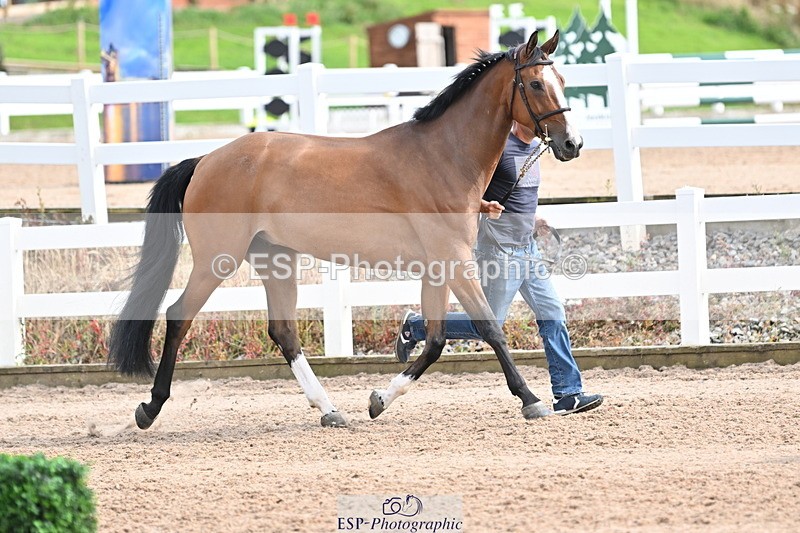 240717A-165508-03540 - Trot Up 4pm to 5pm