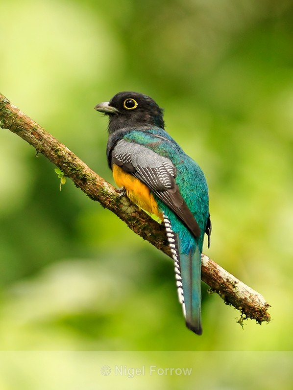 Violaceous Trogon perched on a branch at Leaves and Lizards Retreat - Violaceous Trogon