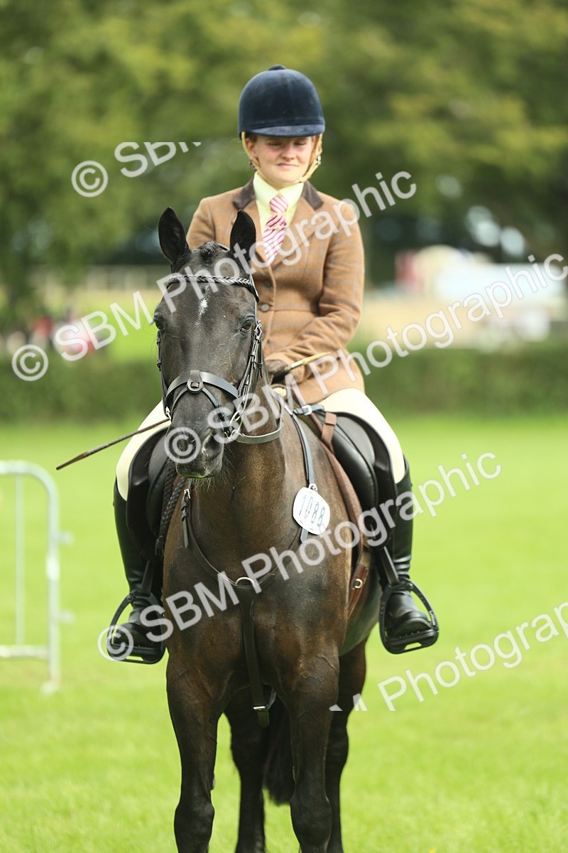 SBM_44798 - S31 - Working Hunter Pony