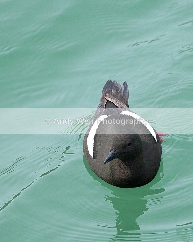20110614-IMG_4669 - Guillemots