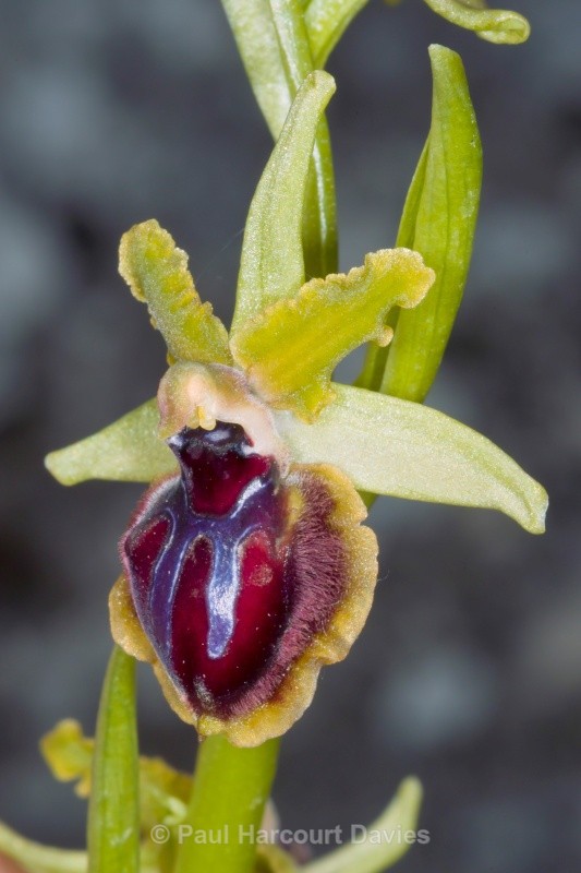 Ophrys passionis ssp virescens (O.garganica ssp virescens) - Orchids - Ophrys