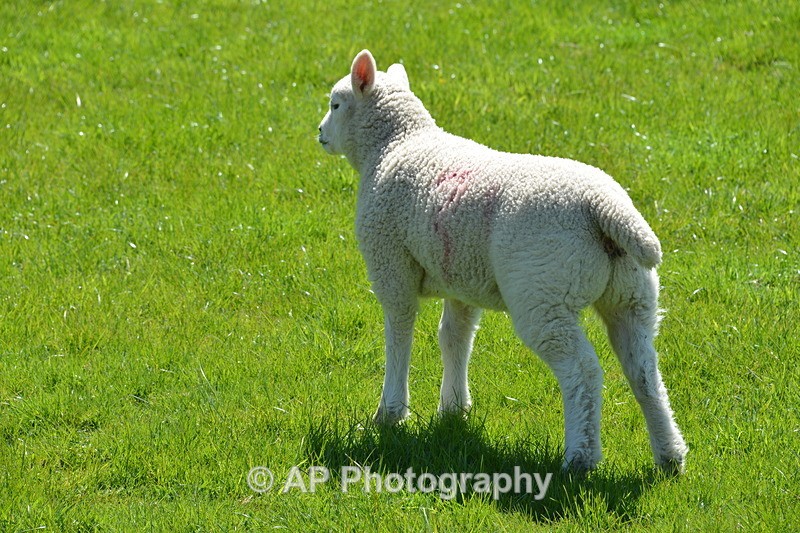 ACP_4229 - Sheep