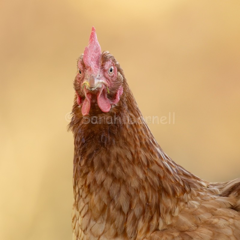 Hen SD2558 - Greeting Cards