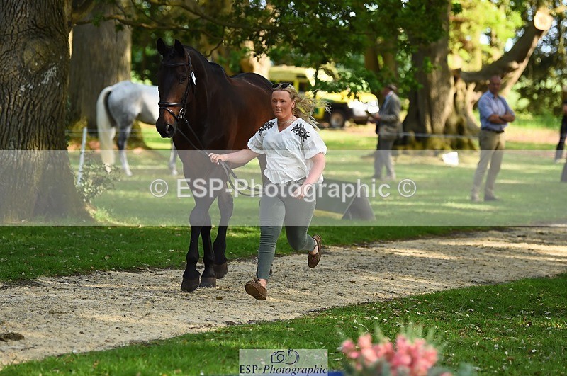 230524-171954-01438 - 178-RIDIRE_DORCHA-Lucy_Stimson-WEDTrotUp+DR