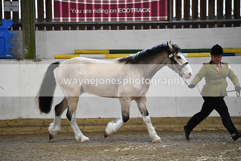 WJ5_3451 - Class 1 Youngstock