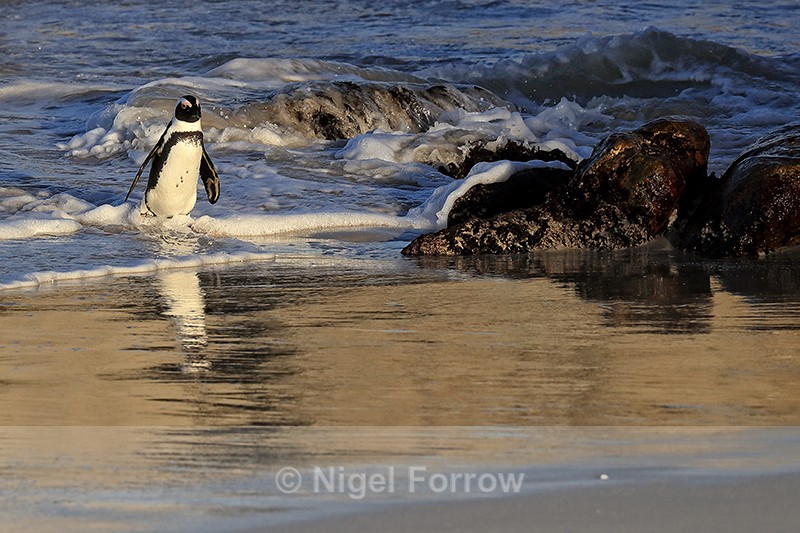 African Penguin late afternoon return, Foxy Beach, South Africa - African Penguin