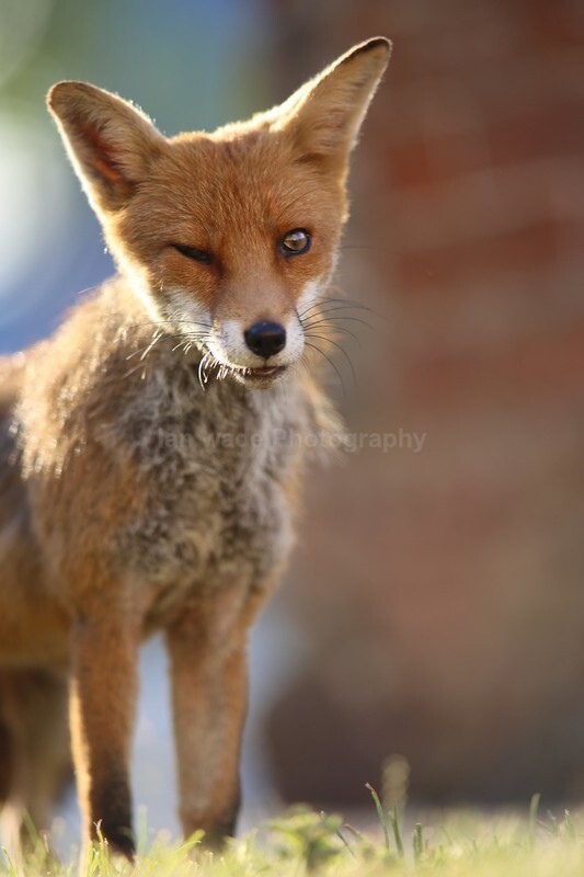  - Bristol Urban fox - foxes in family group