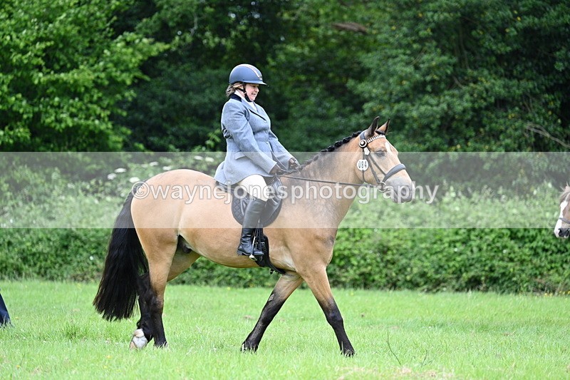 WJ7_3988 - Class 14A Handsome Gelding