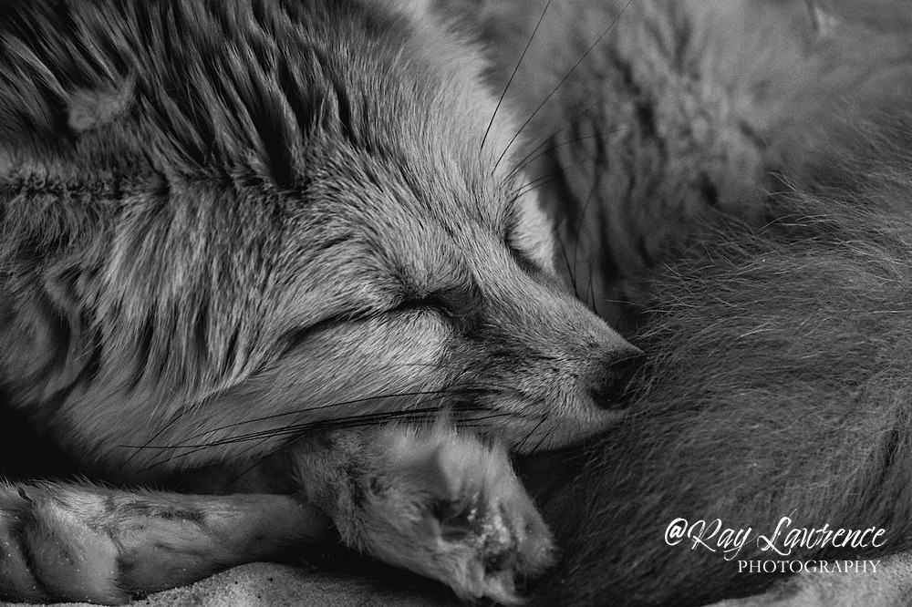 Peaceful slumber -_M8D9816 - Wildlife - Other