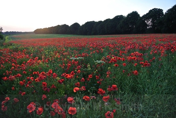 Field Of Poppies 2, Glos - LANDSCAPES & TREES