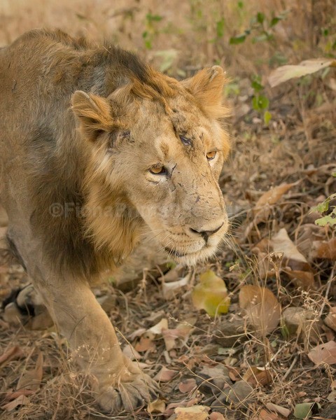 India B-382 - Wildlife of India
