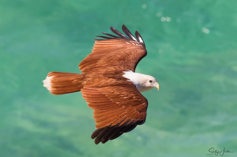 Brahminy Kite over the ocean 3