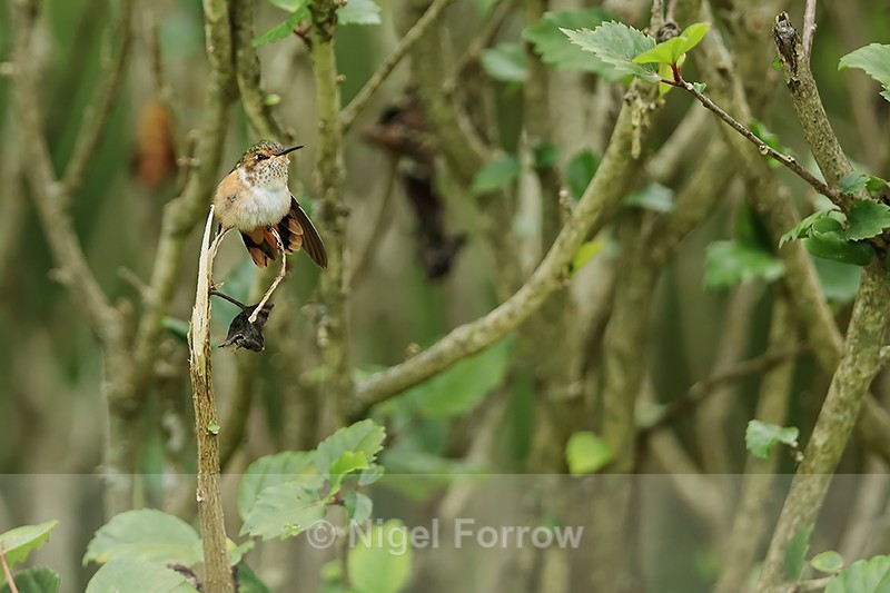 Scintillant Hummingbird (female) stretching, Boquete, Panama - Scintillant Hummingbird