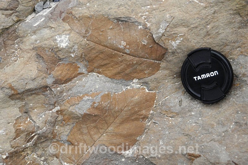 Longyearbyen fossil leaves - Longyearbyen