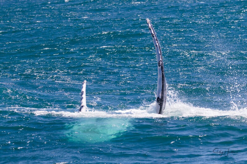 Life is good 0A3A6325 - Humpback Whales