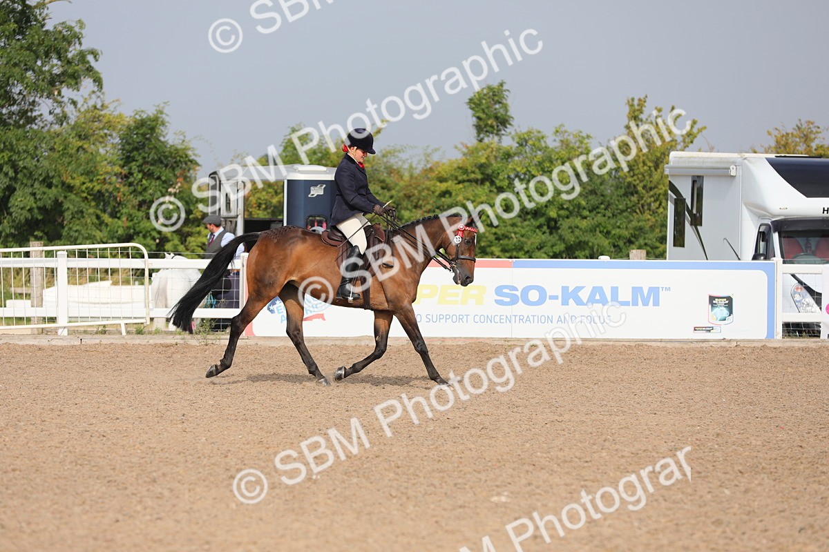 SBM_10666 - Class 303 Ridden Pure Bred Horse/Pony (excl M&M)