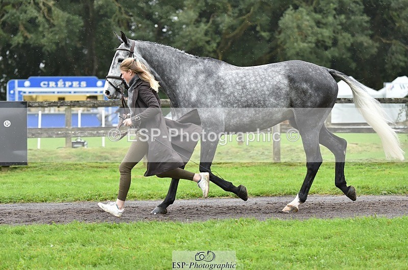 231018-124852-00542 - 068-DASSETT.PREMIER-Kate.Rocher-Smith-TrotUp