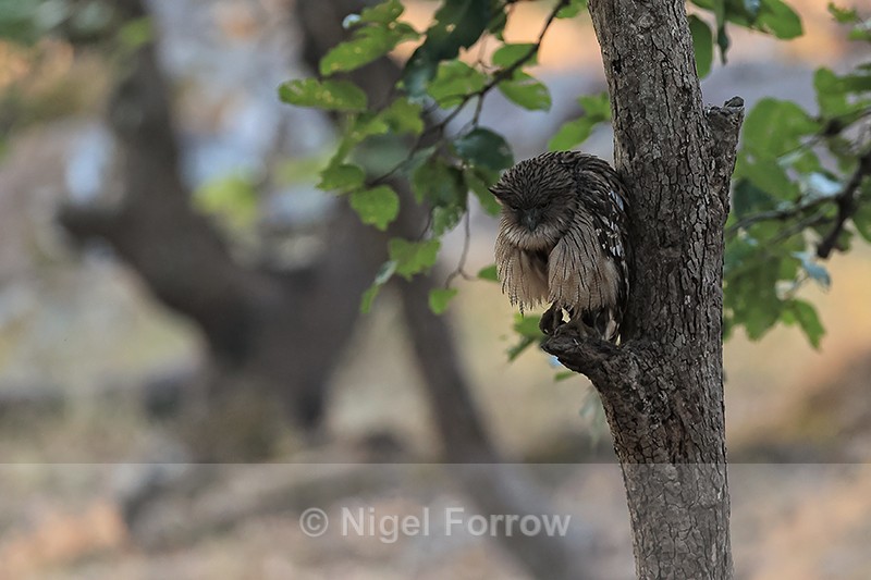 Brown Fish-Owl perched, Bandhavgarh National Park, India - Brown Fish-Owl
