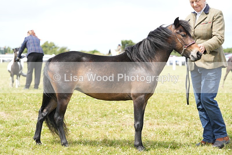 DSC06507 - Class 56: Miniature Horse 1, 2 & 3yr olds
