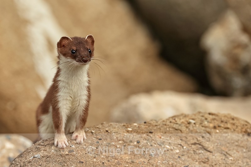 Stoat pauses briefly on rock, Duck Island, Alaska - Stoat