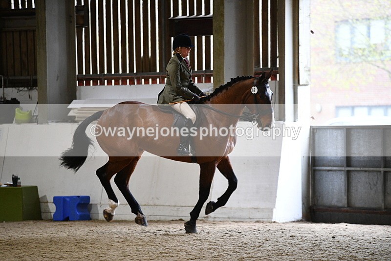 WJ5_9011 - Class 15 Ridden Show Horse