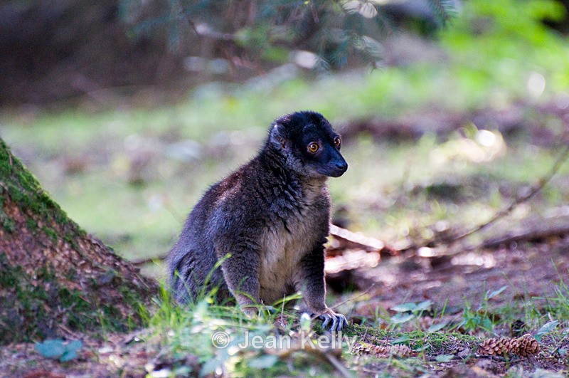 Brown Lemur - 0556 - Lemurs