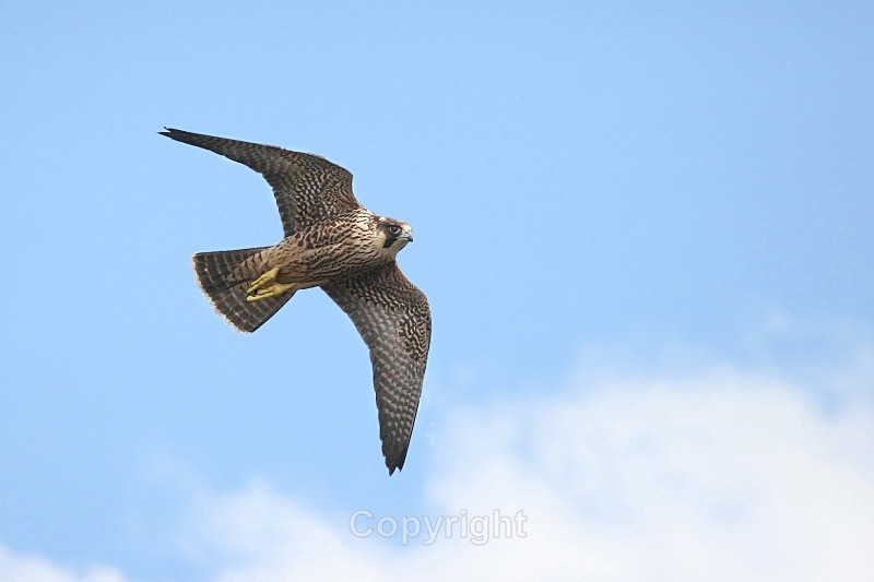 juv Pergrine,county Louth - Birds of Prey