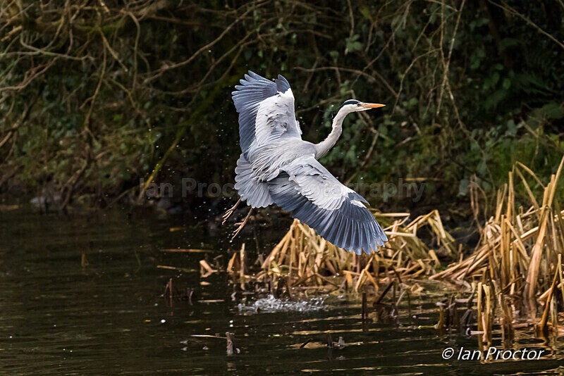 Preparing to land! - Grey Heron - Nature