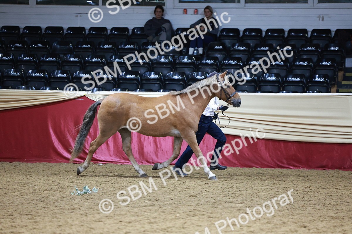 SBM_20067 - Class C - Novalty Champ