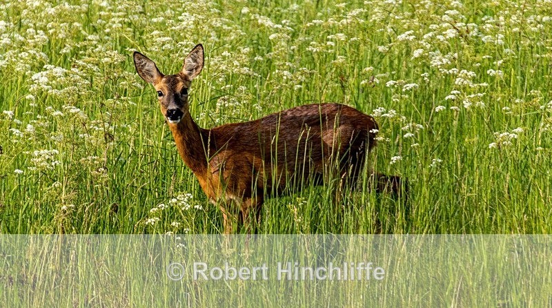 Roe Deer - Blank Cards
