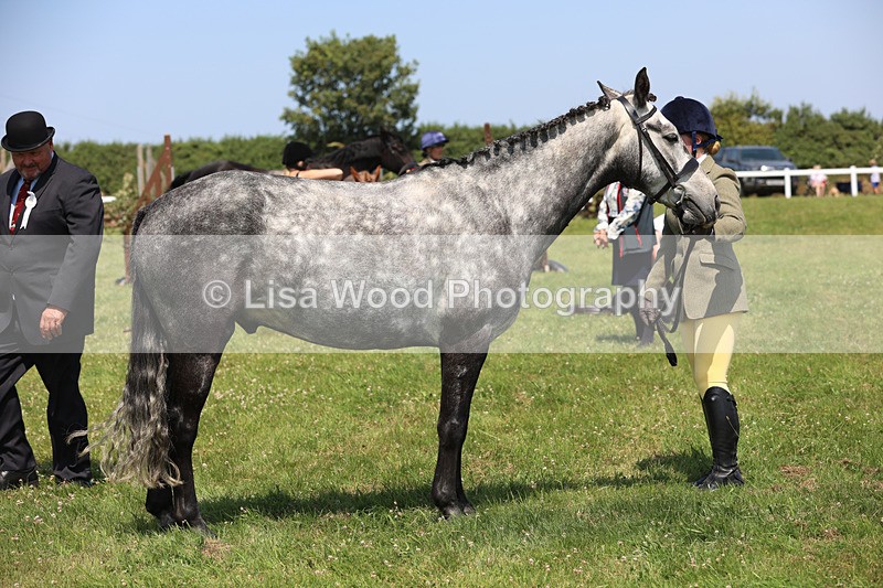 JPP_2906 - Class 21: Working Hunter 60cm